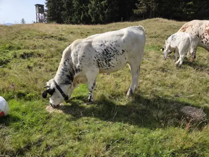 Pustertaler Sprinzen Kalbin