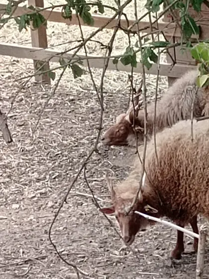 Zackelschaf mit Lamm