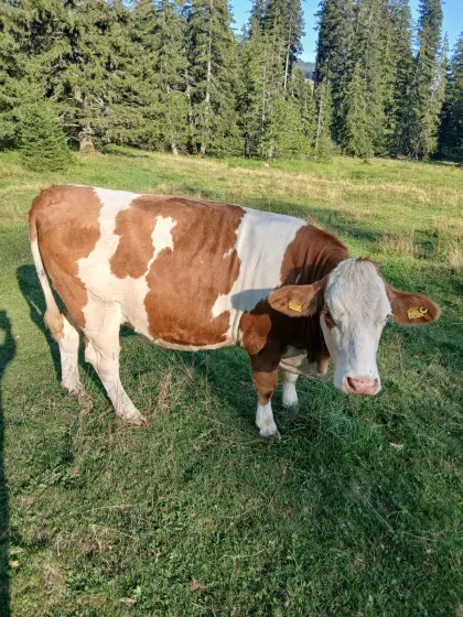 Trächtige Fleckviehkalbin
