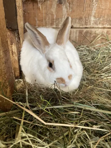 Kaninchen