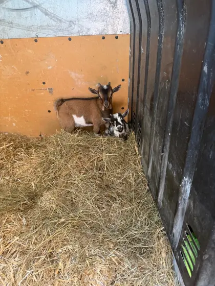 Zwergziegenbock