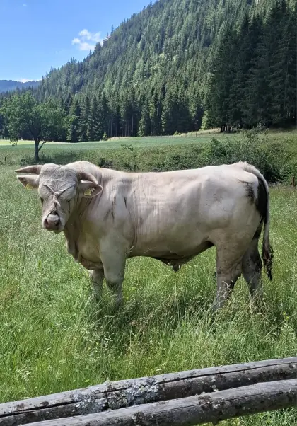 Charolaisstier, tragende Kuh und tragende Kalbin zu verkaufen