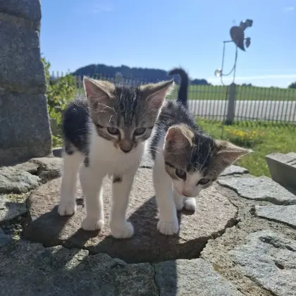 Tiere, Katzenbabys
