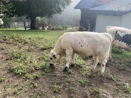 Pustertaler Stier