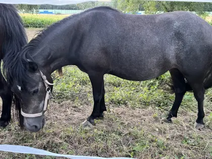 Süße Ponystute
