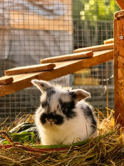Mini Lop, liebevolle kleine Schlappohren suchen ihr Zuhause