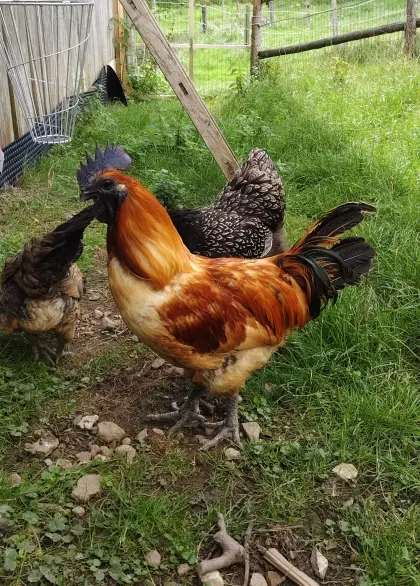 Hahn mit Hennen