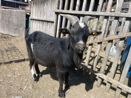 Zwergziegenbock