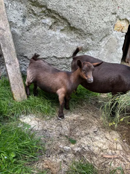 Mini-Zwergziege