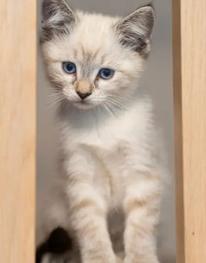 Ragdoll-Kitten