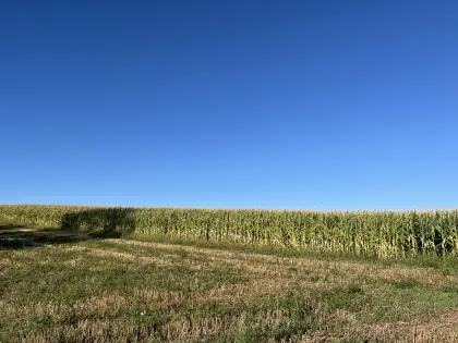 Mais