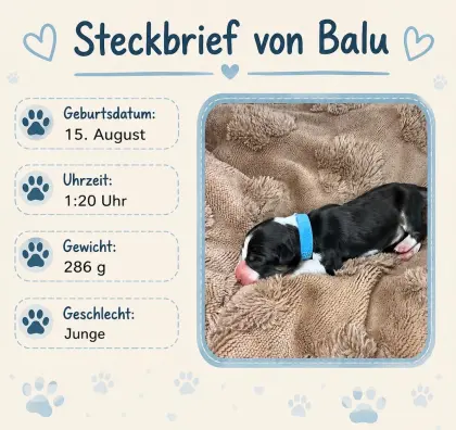 Zuckersüße Hundewelpen