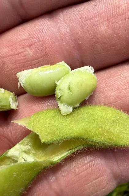 Bio-Soja-Silageballen