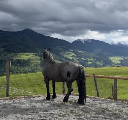 Noriker Blauschimmel-Stute