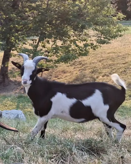 Steirischer Scheckenziegenbock Bio