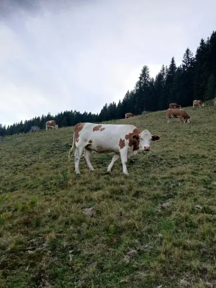 Bio Kalbin FV trächtig