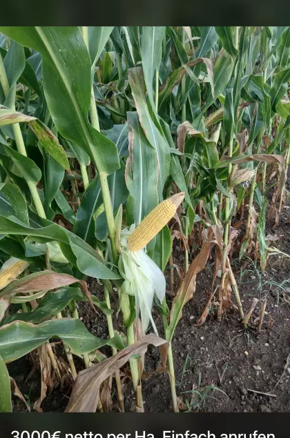 16 ha Mais ab Feld