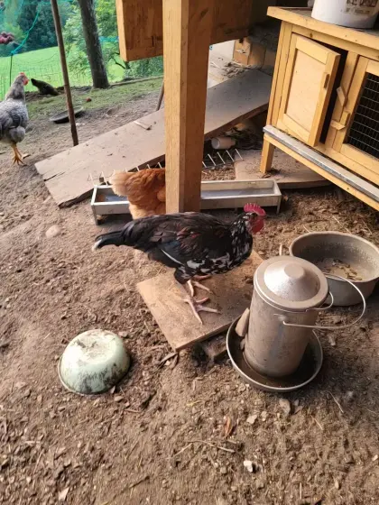 Verschenke Blumenhuhn-Junghahn