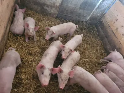 Ferkel