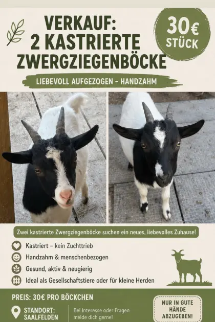 Zwergziegenböcke