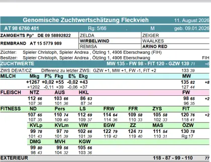 Zuchtkalb M Fleckvieh
