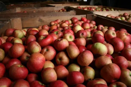 Suche Bio-Pressäpfel