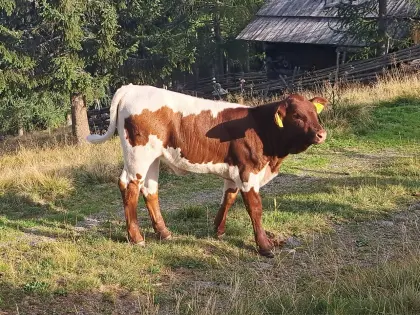 Pinzgauer Kuhkalb