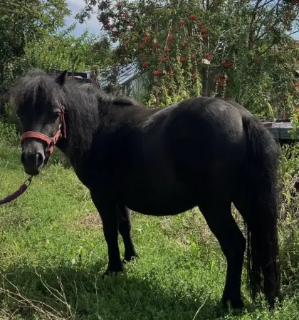 Minipony Hazel