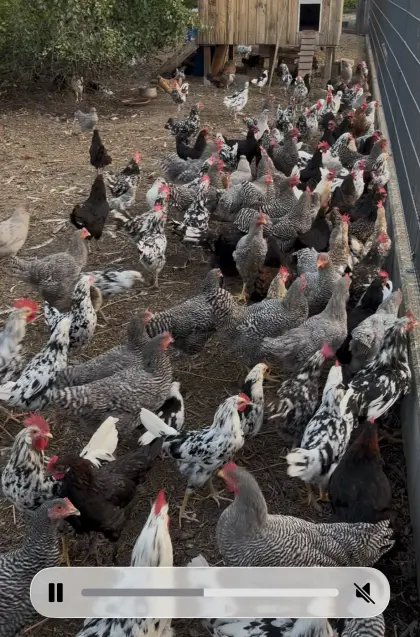 Hühner