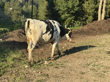 Hochträchtige HF Kalbinnen
