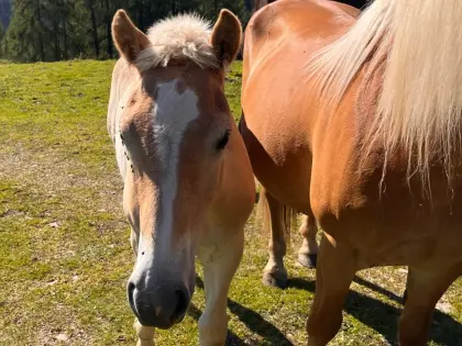 Haflinger Hengstfohlen