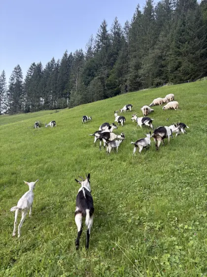 Pfauenziegen