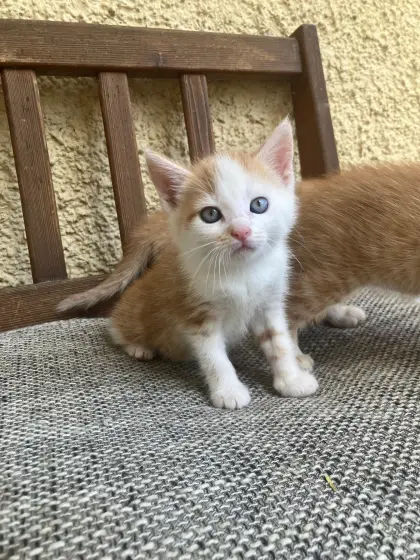 Verkaufe Babykatze, weiblich