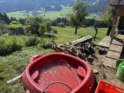 Junge Laufenten zu verkaufen