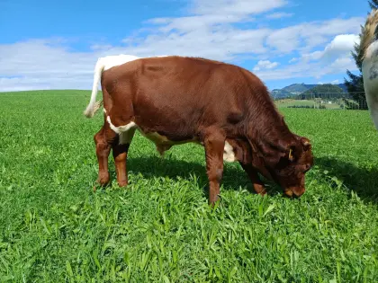 Pinzgauer Stier