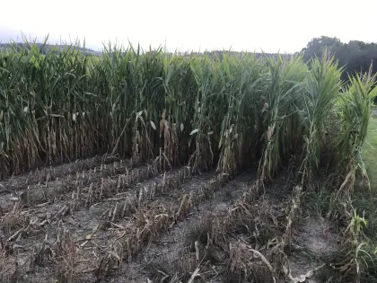 Silomais ab Feld
