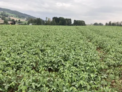 Soja GPS, ab Feld, Sojabohne