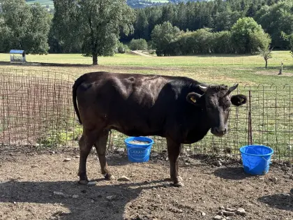 Wagyu-Kuh mit Stierkalb