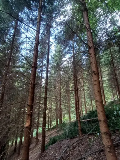 Brennholz