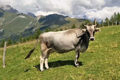 Tiroler Grauvieh Kühe und Stierkalb