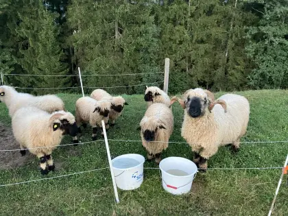 Bio Walliser Schwarznasenschafe, Widder und Auen