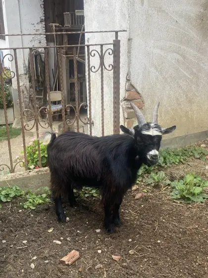 Mini-Zwergziegenbock