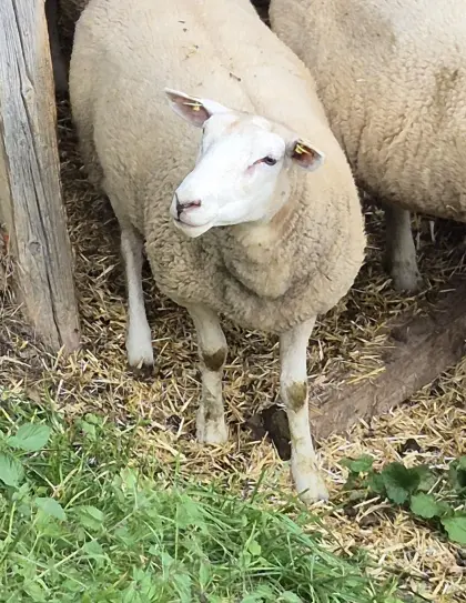 Texelweibchen