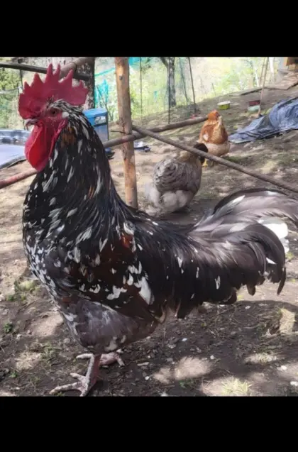 Verkaufe Bruteier Schwedisches Blumenhuhn