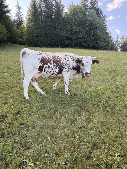 Bio Pustertaler Sprinzenkuh mit Stierkalb