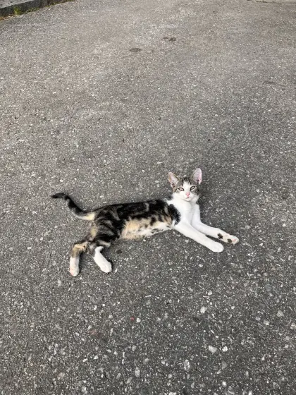 Kätzchen, Katzen