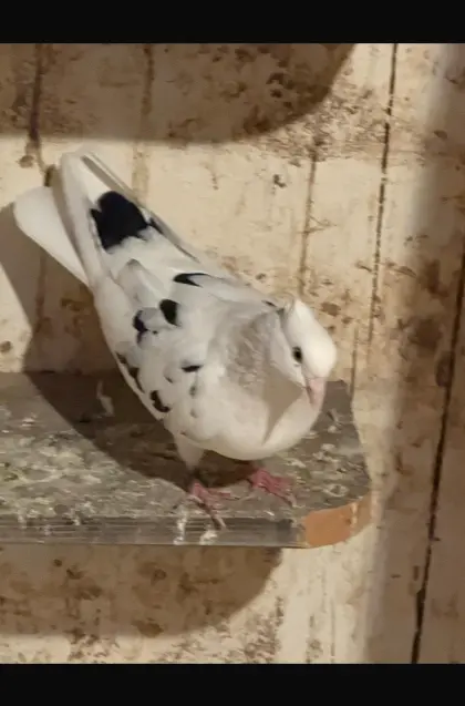 Persische Hochflieger