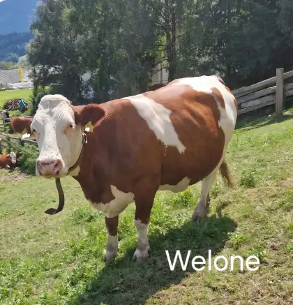 Trächtige BIO Milchkühe