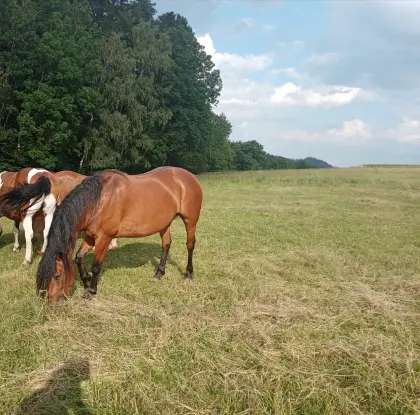 Jungpferde zu verkaufen