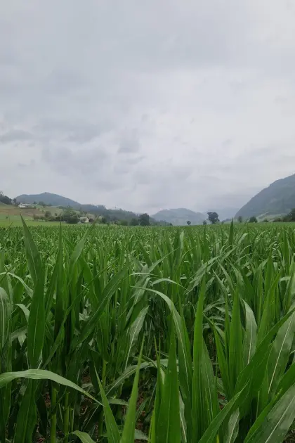 Silomais ab Feld
